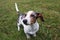 Little Dachshund puppy with white piebald and silver dapple fur playing outside in the fall leaves