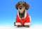 Little dachshund in the Santa\'s coat