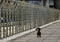 Little Dachshund stops in the middle of a bridge