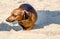 Little dachshund in the warm sand