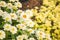 Little daisy clusters - flowers of wallpaper background