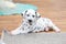 Little dalmatian puppy