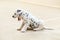 Little dalmatian puppy yawns sleepily