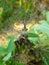 Little damselfly sitting on the dry plant