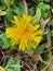 Little dandelion flower of the field