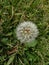 a little dandelion in the meadow