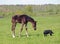 Little dark-bay foal and dog