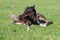 Little dark-bay foal lies on green meadow