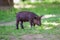 Little dark pig. Cute little black pig walks on a puddle, eating grass, love of nature, vega. Dark pig