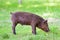 Little dark pig. Cute little black pig walks on a puddle, eating grass, love of nature, vega. Dark pig