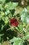 Little dark red rose flower