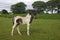 Little Dartmoor Foal
