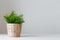 Little decorative grass in wicker pot on white table oo white background