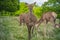 The little deer looked at the camera in Richmond Park