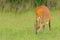 The little deer nibble grass.