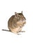 Little degu isolated on a white background