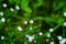 Little delicate white flowers blossom on blurred green grass background close up, small gentle daisies soft focus macro chamomiles