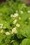 Little delicate white strawberry flowers.  Wild flowers. Calm colors.  green background.