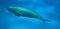 A little delphin in blue