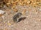 Little desert chipmunk on the ground-Sock Photos