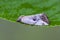 Little dewy moth on leaf