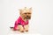 Little displeased dog in pink clothes