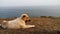 A little dog beautiful chilling at the beach