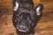 Little dog of black color with lovely eyes and large ears. Wrinkled muzzle. Pedigree. Breed of Kan Corso, French bulldog. Pet.