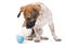 Little dog with blue ball