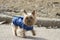 Little dog blue coat