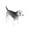 Little dog breed Beagle, sketch vector graphics black and white drawing