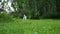 Little dog breed West Highland White Terrier runs on the lawn in a park.