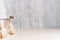 little dog domestic grooming  background