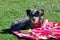 A little dog in the garden sunbathing with her towel