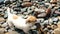 Little dog Jack Russell Terrier carries a big stick in his teeth on a pebble beach, slow motion