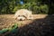 Little dog lies on the pine needles in the summer pine forest