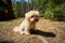 Little dog lies on the pine needles in the summer pine forest