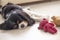 Little dog lies with toys. Sleeping puppy cavalier king charles spaniel, selective focus