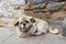 Little dog lying near the wall of the house on Lhasa street