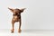 little dog pedigree cute look isolated background