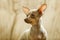 Little dog pinscher ratter prazsky