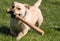 Little dog playing in the backyard with a baseball bat