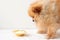 The little dog, the Pomeranian stands in front of a yellow bowl of yogurt, and looks at it