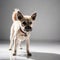 little dog on a reflective white surface isolated white background.
