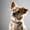 little dog on a reflective white surface isolated white background.