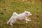 Little dog running in park , Dog at dogs park , Funny dogs,