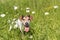 Little dog sits in a blooming meadow in spring. Jack Russell Terrier  dog11 years old