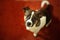 Little dog sitting on red carpet looking up at camera