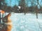 Little dog in the snow.