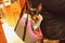 Little dog in a walking bag. it is now fashionable to carry small dogs in a handbag for a walk. as it seems sometimes even the dog
